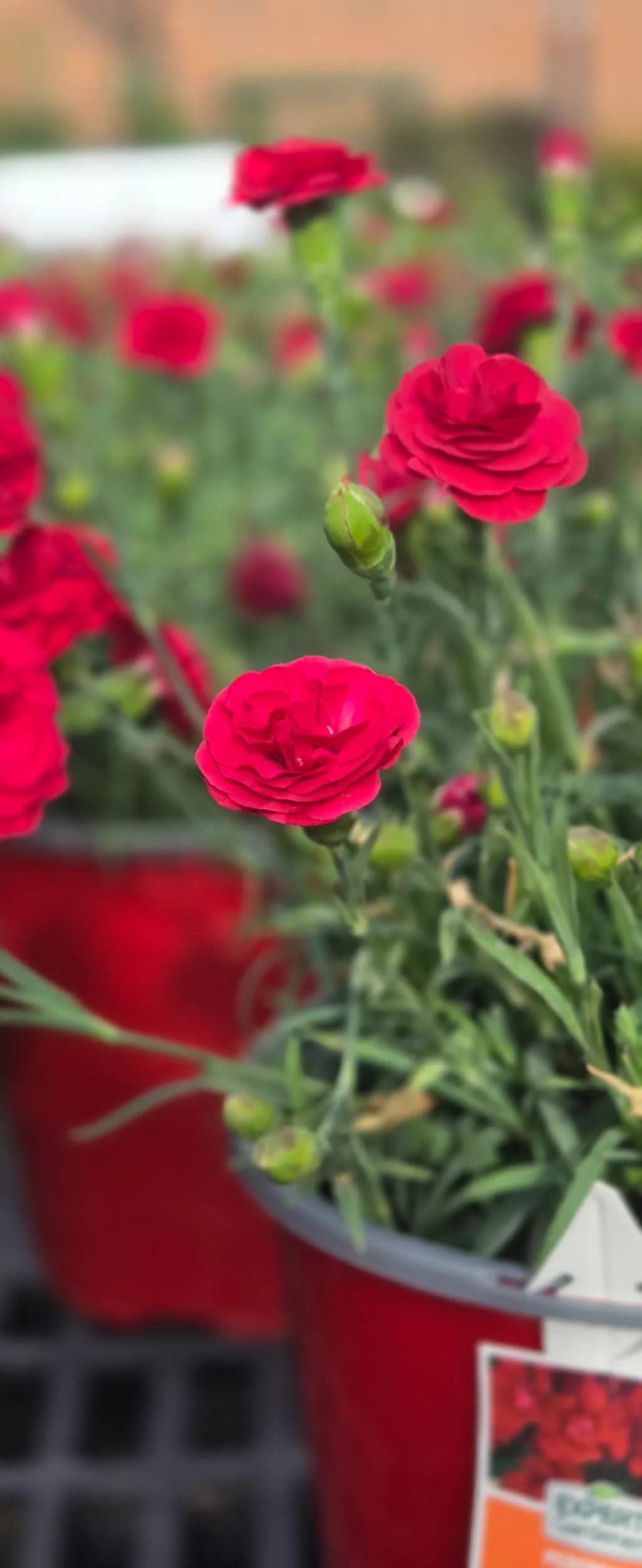 Red Carnation Blooms
