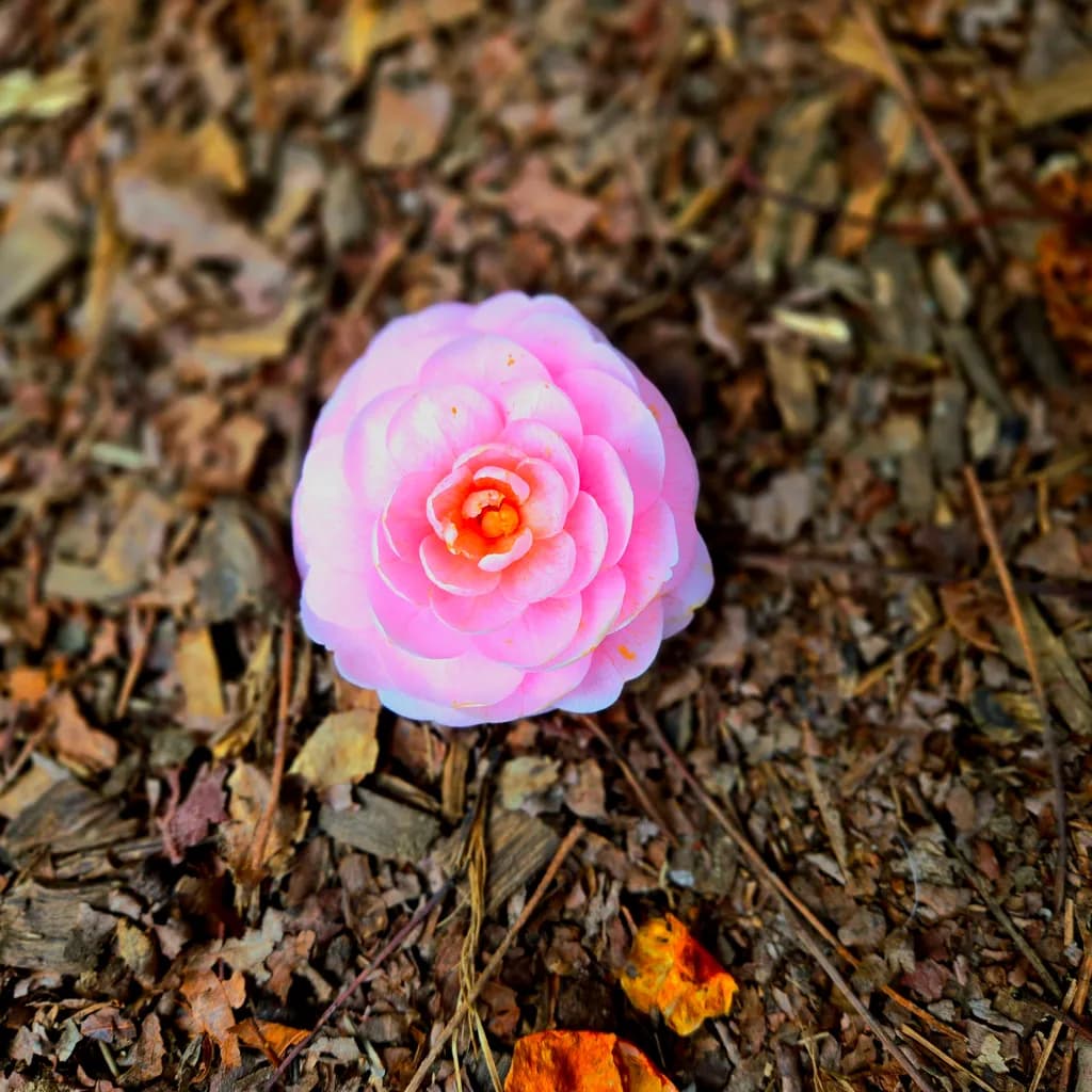 Pink Flower on Soil