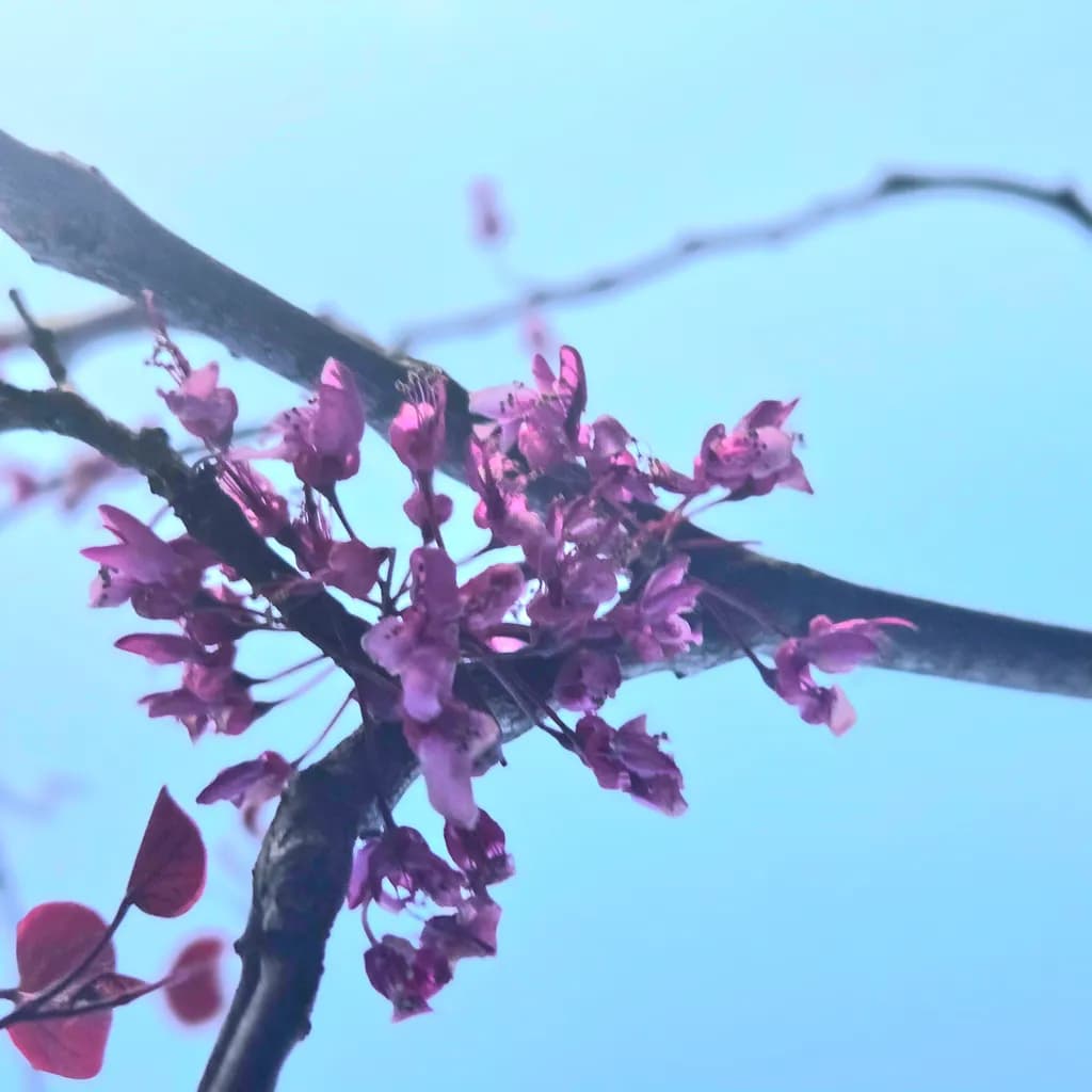 Flowering Branch