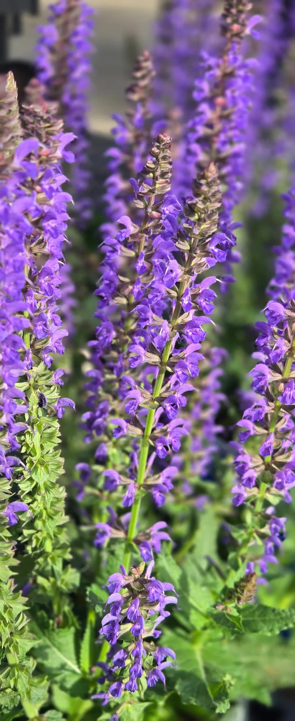 Purple Flower Stalks