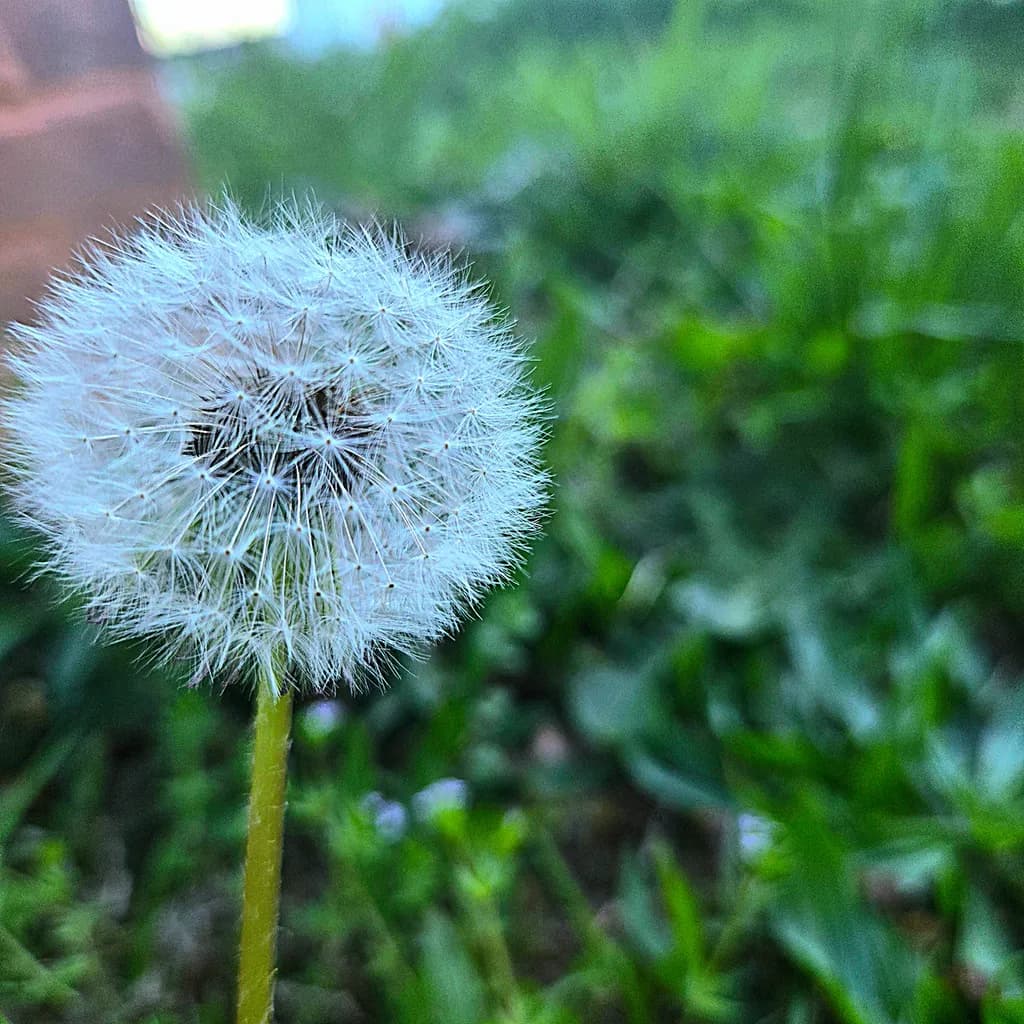 Dandelion Close-Up