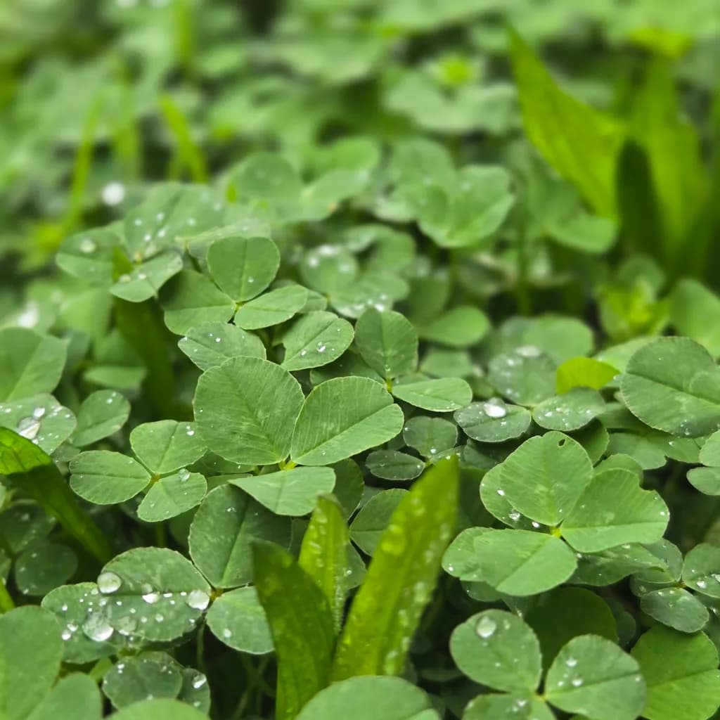 Clover Drops