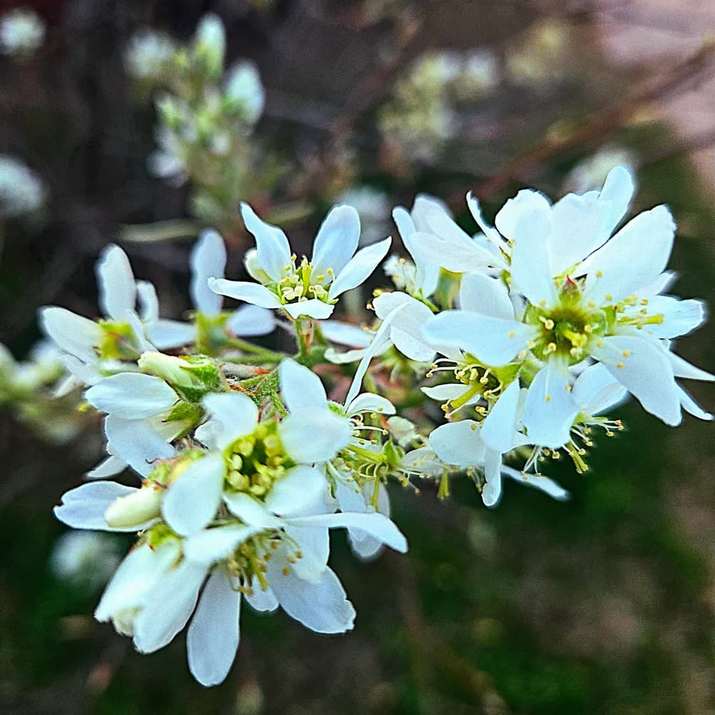 Spring Blossoms