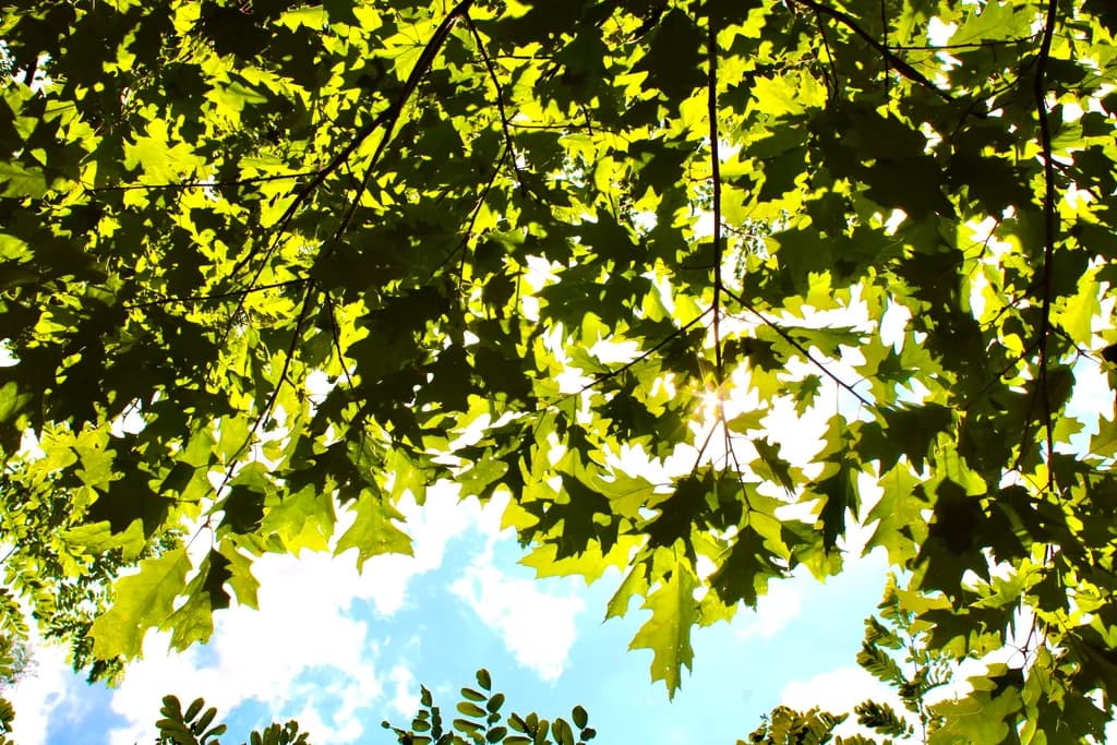 Sunlit Tree Leaves