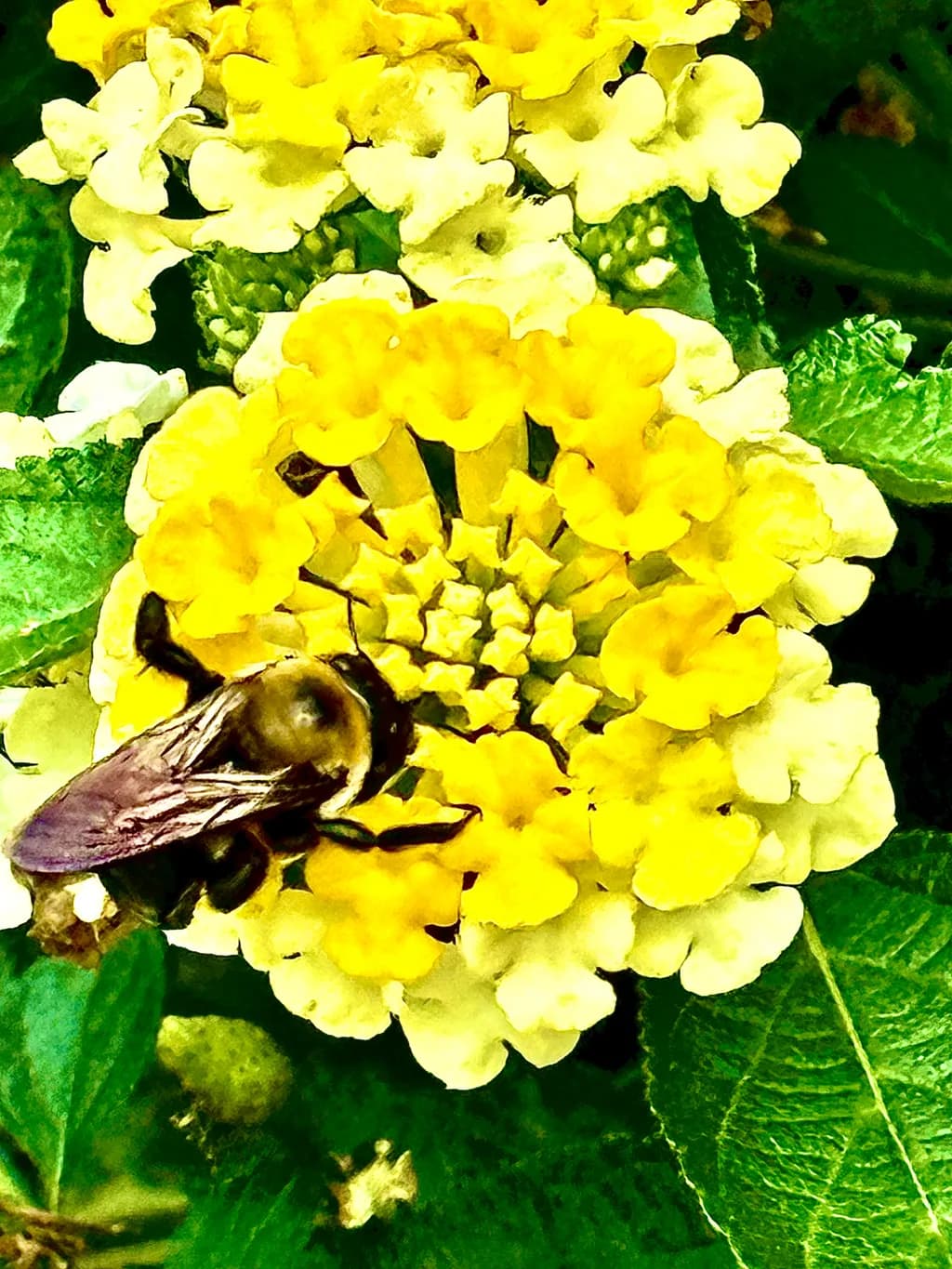 Bee on Yellow Flower