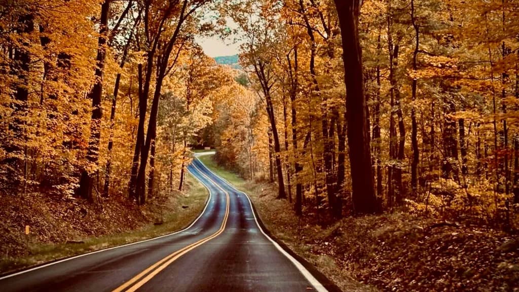 Autumn Forest Road