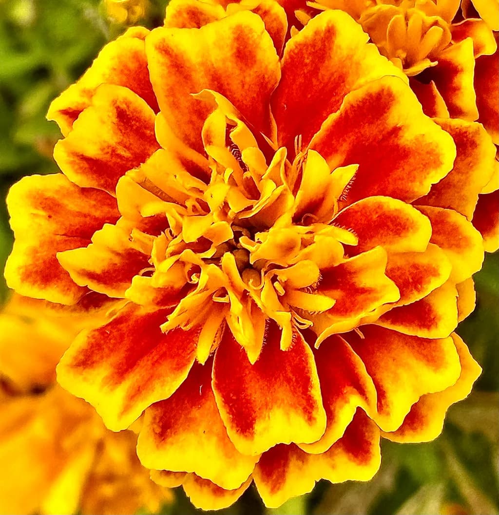 Marigold Bloom