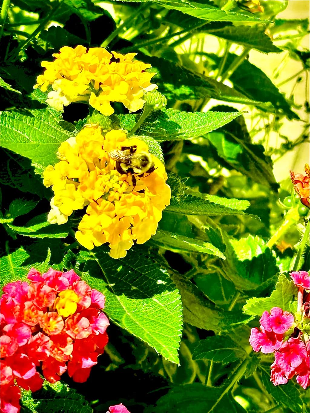 Bee on Yellow Flowers