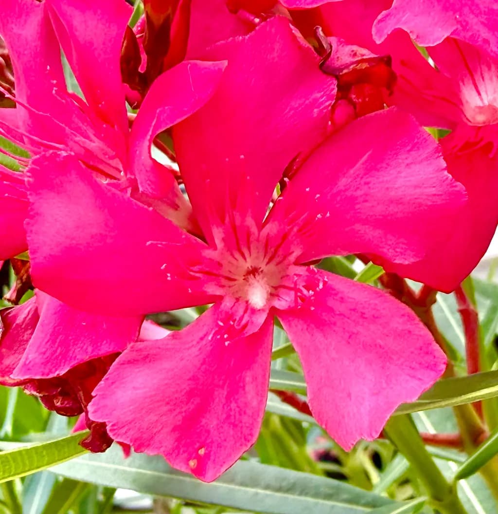 Oleander Bloom