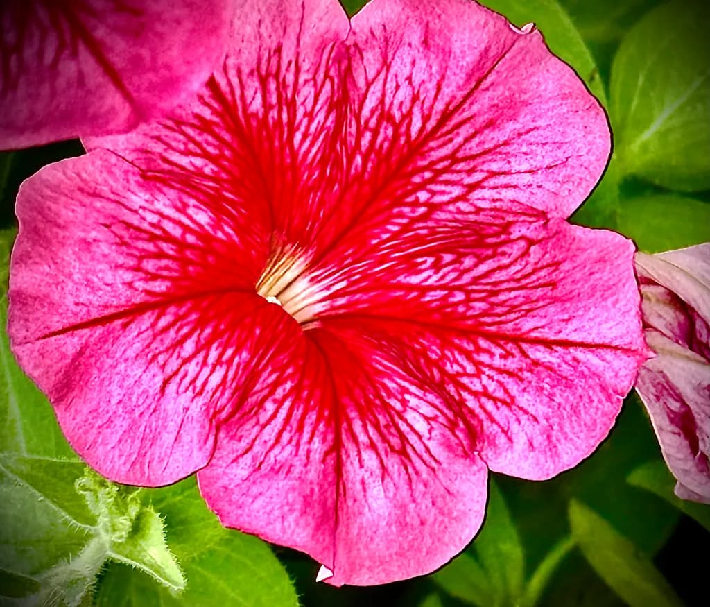 Petunia Bloom