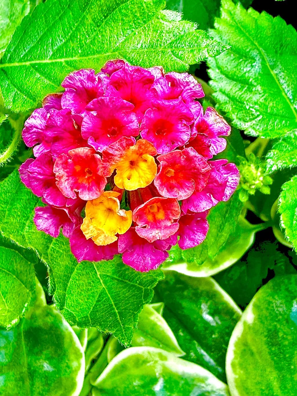 Lantana Bloom