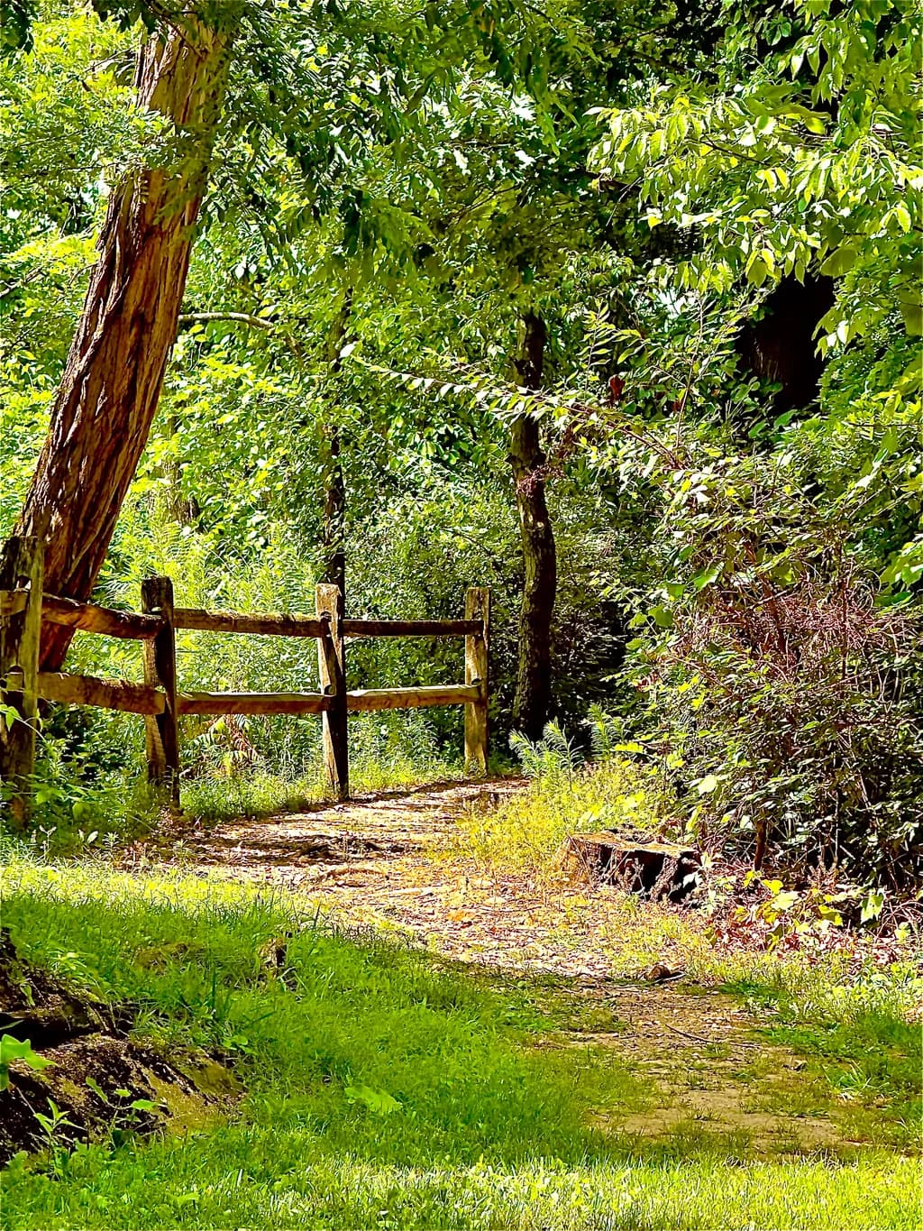 Forest Pathway