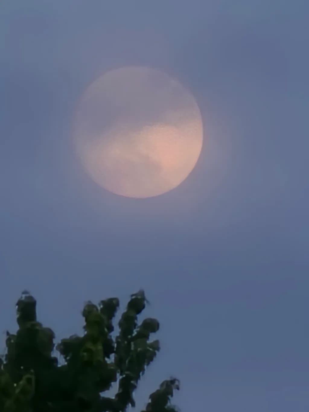 Moon Above Trees