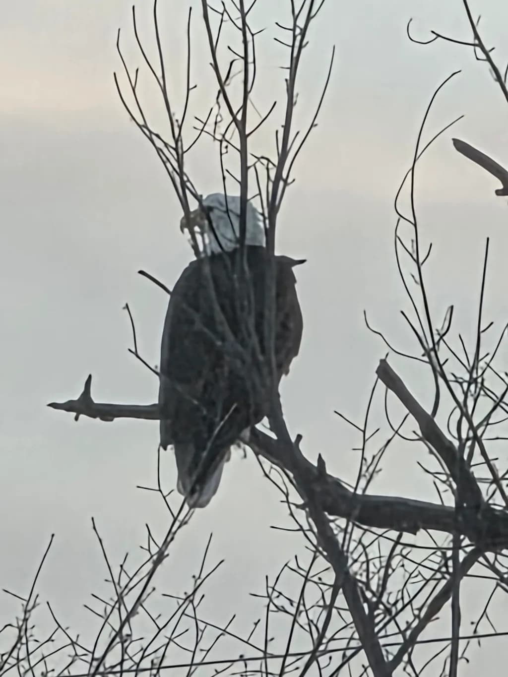 Eagle on Branch