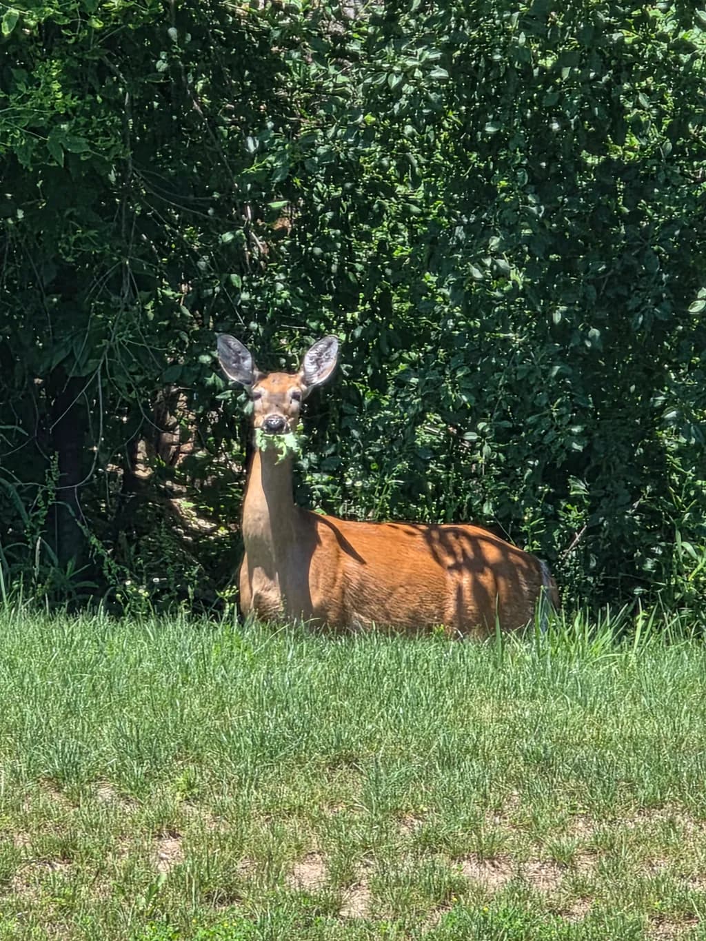 Deer in Greenery