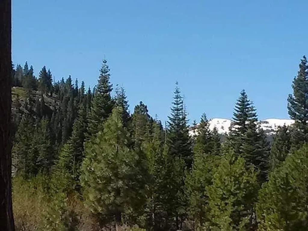 Forest with Snowy Peaks