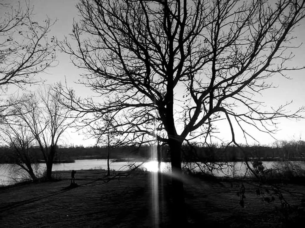 Riverbank Tree Shadows