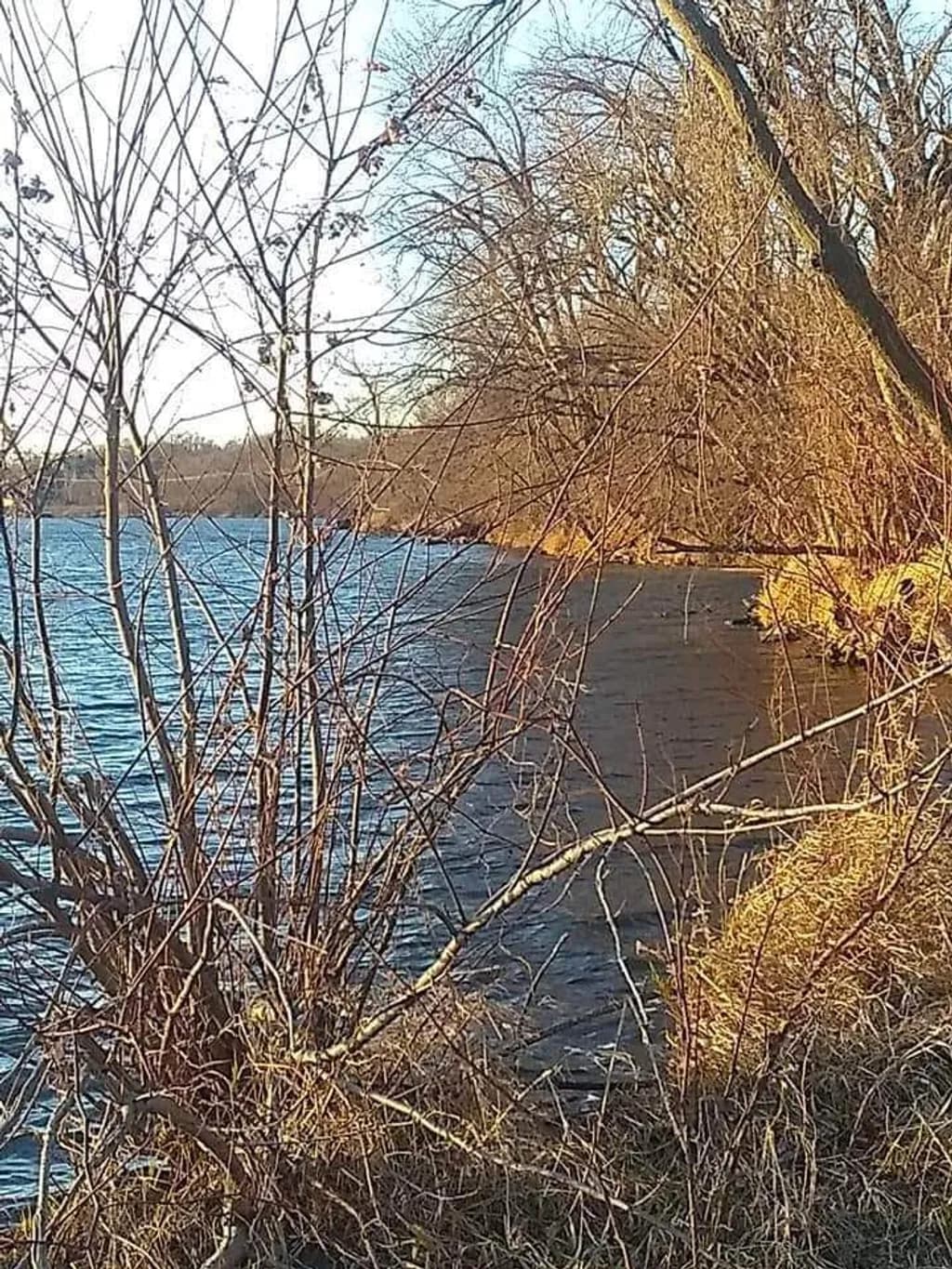 Riverbank Thicket