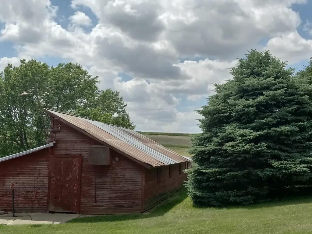 Rustic Barn and Evergreen