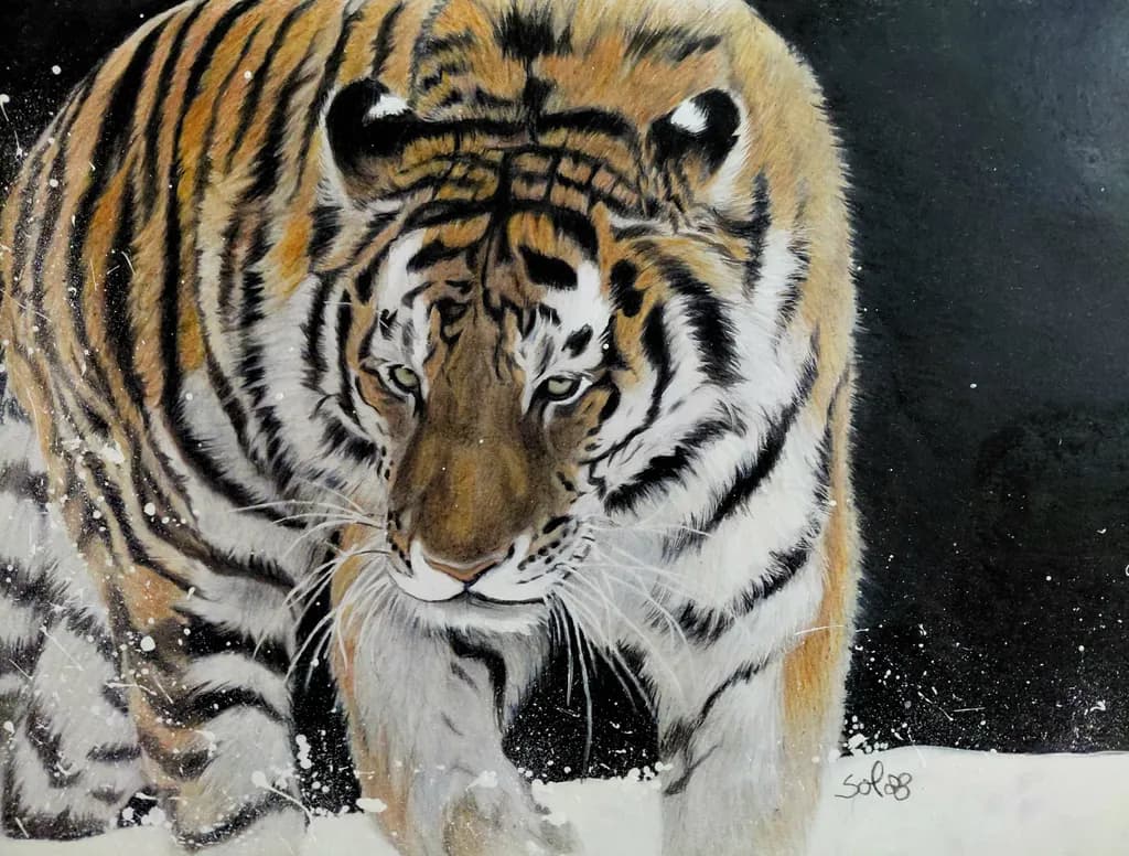 Majesté Tiger