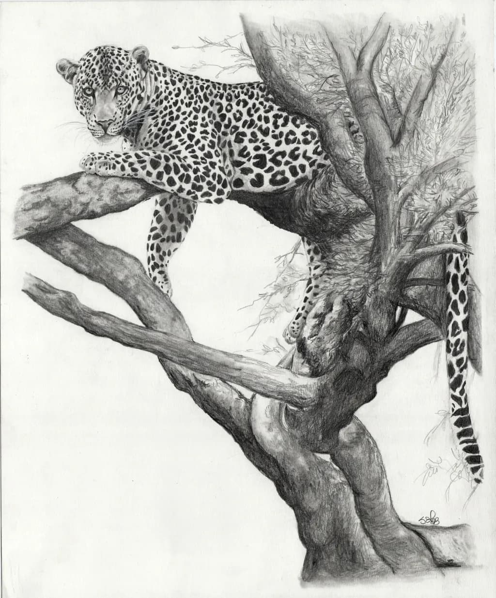 Inoubliable Regard Leopard