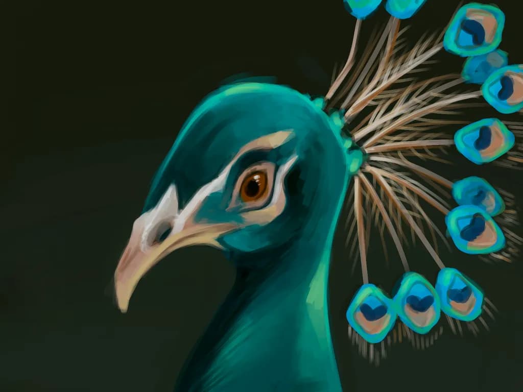 Peacock Illustration