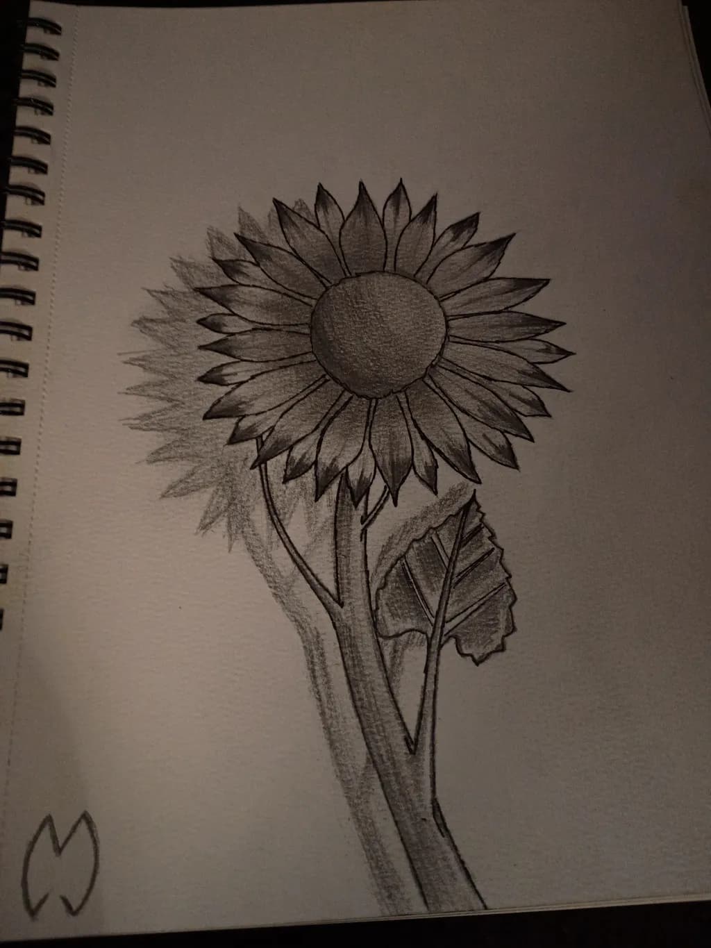 Sunflower Sketch