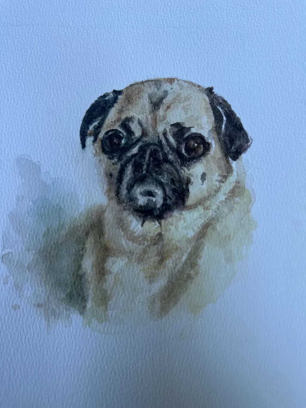 Pug Portrait