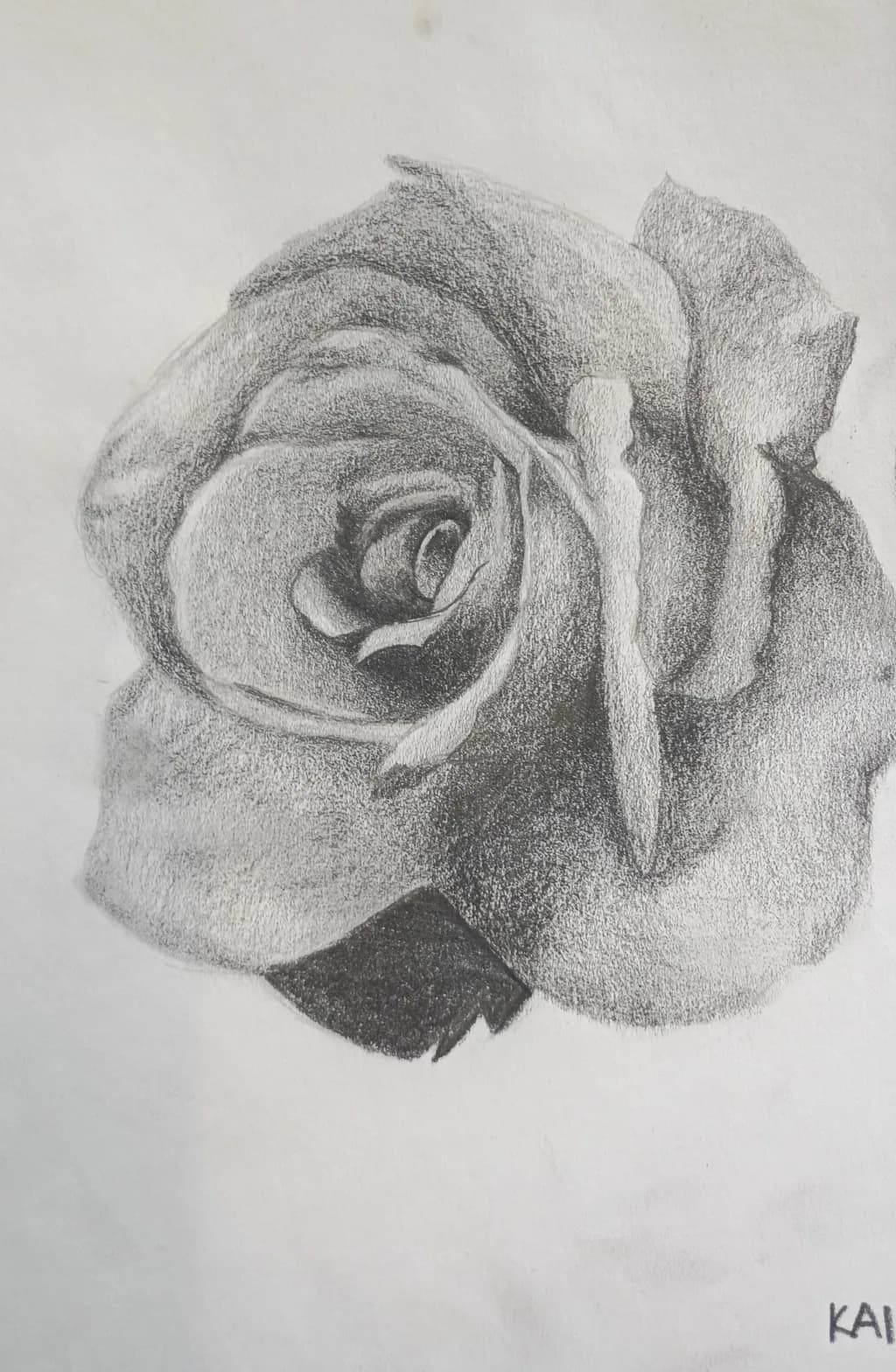 Rose Study