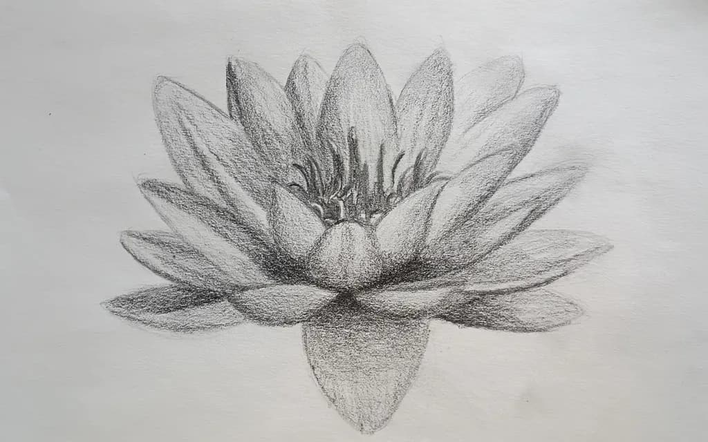 Lotus Blossom Sketch