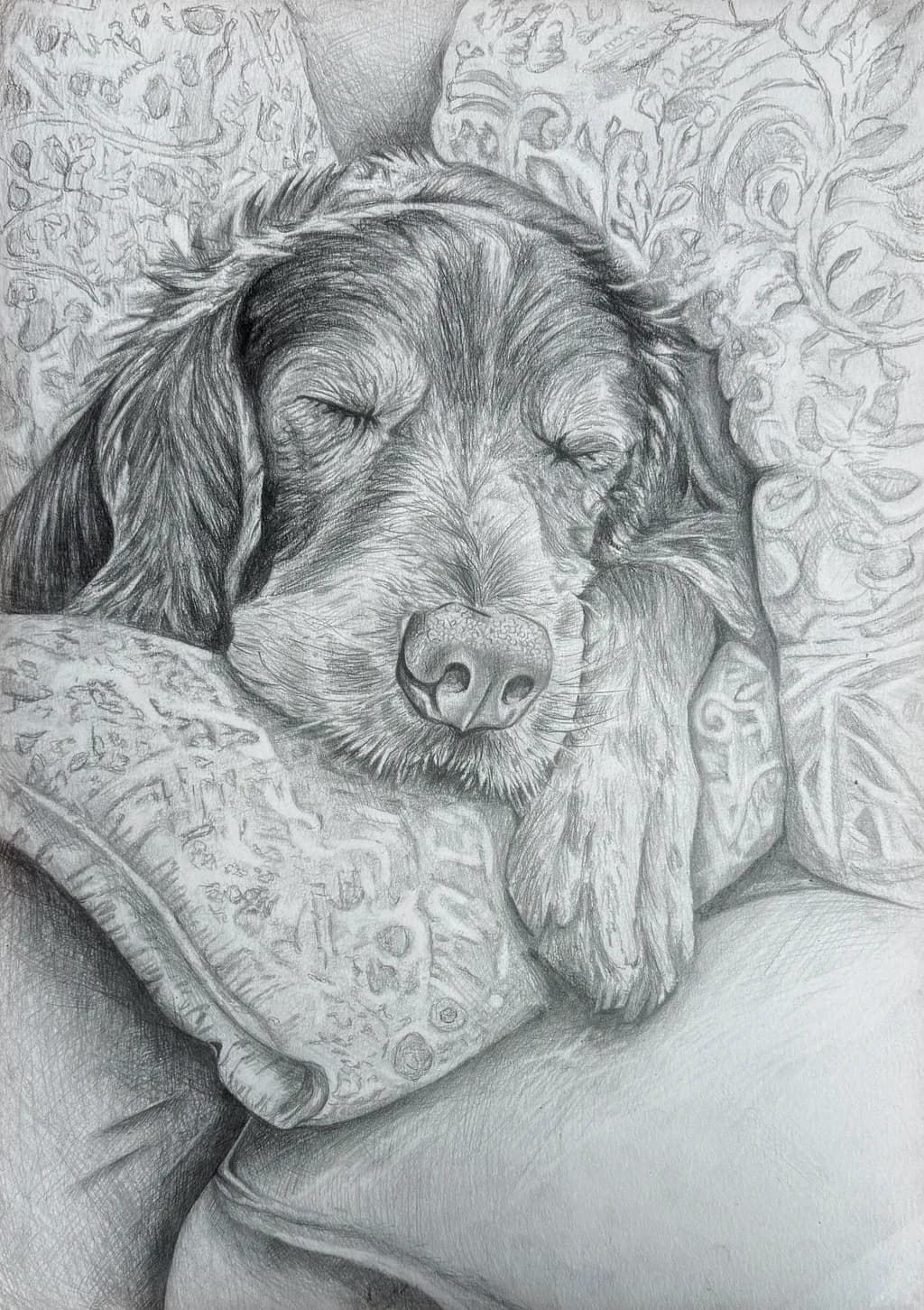 Sleeping Dog on Cushions