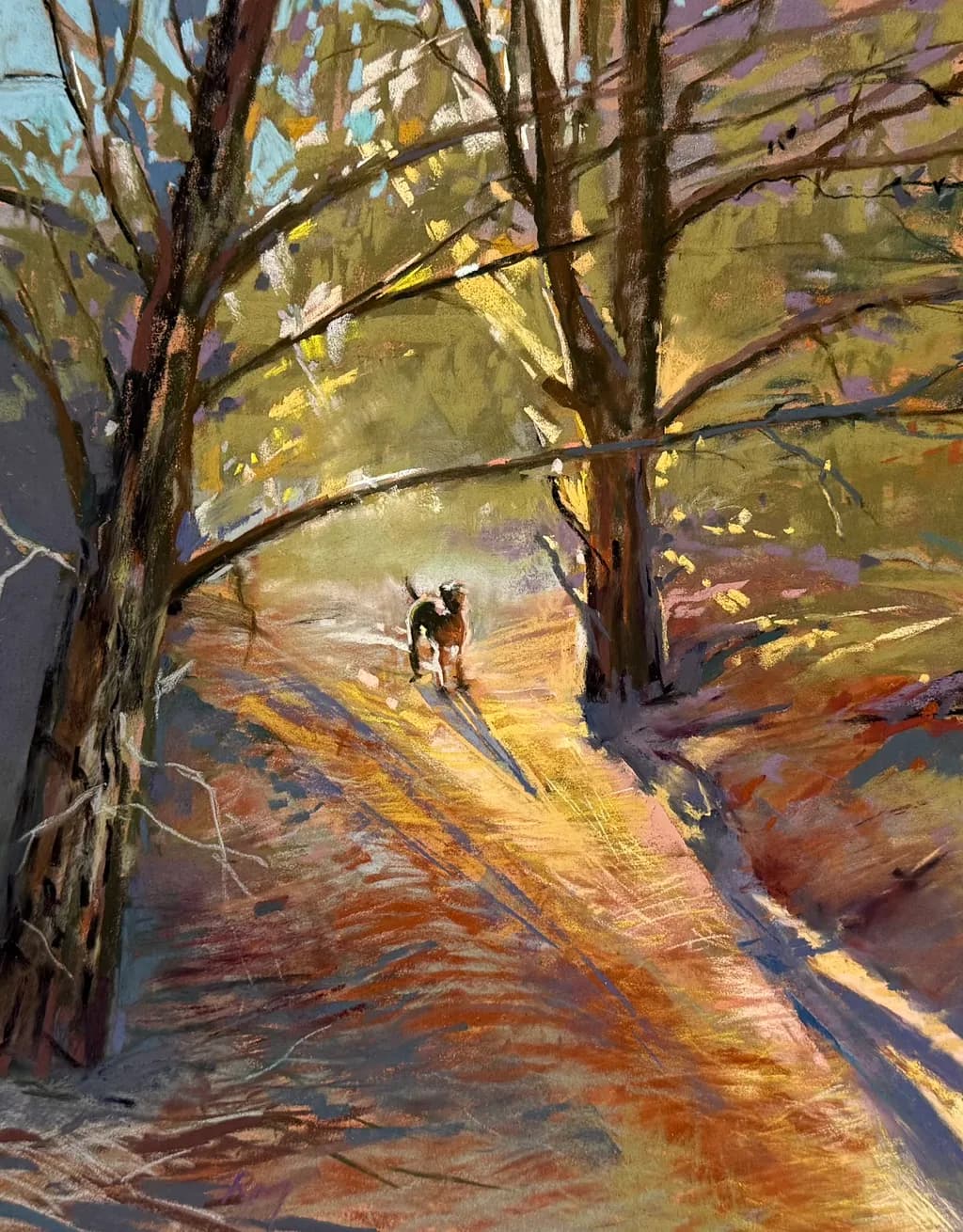 Forest Walk Shadows