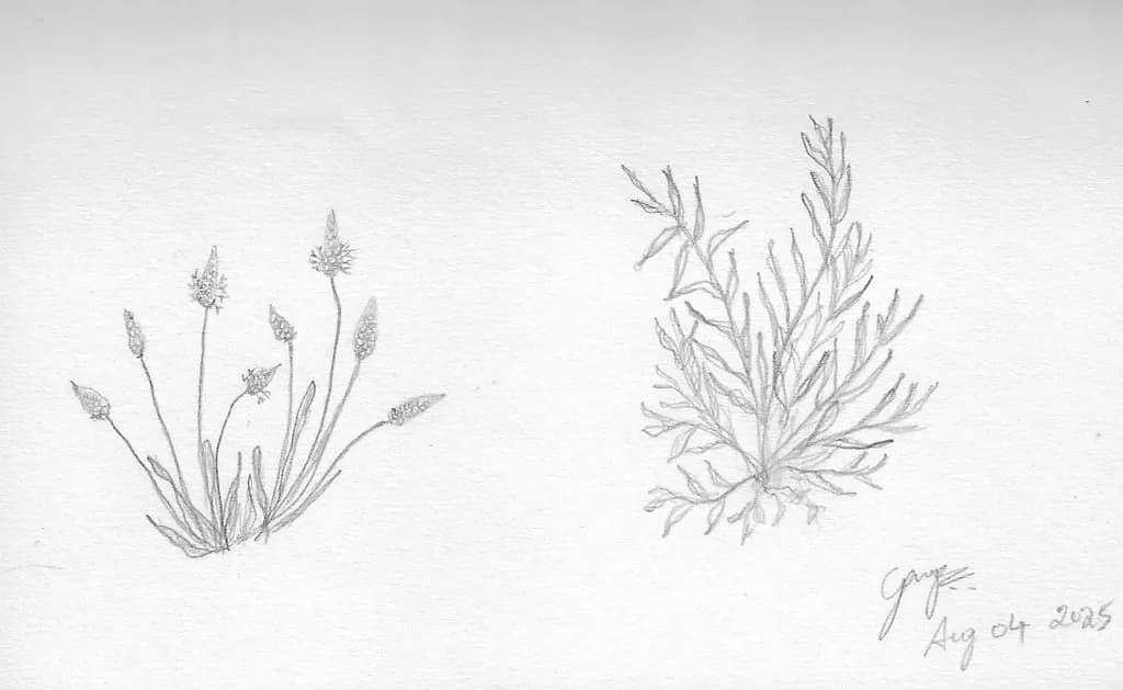 Botanical Plant Study