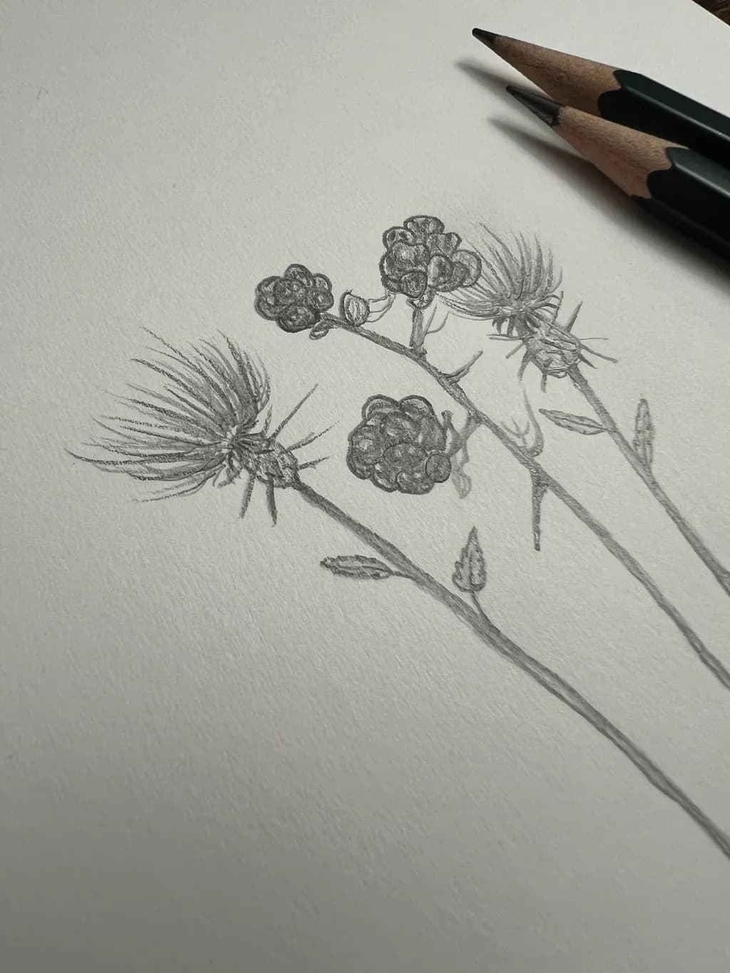 Thistle and Berries