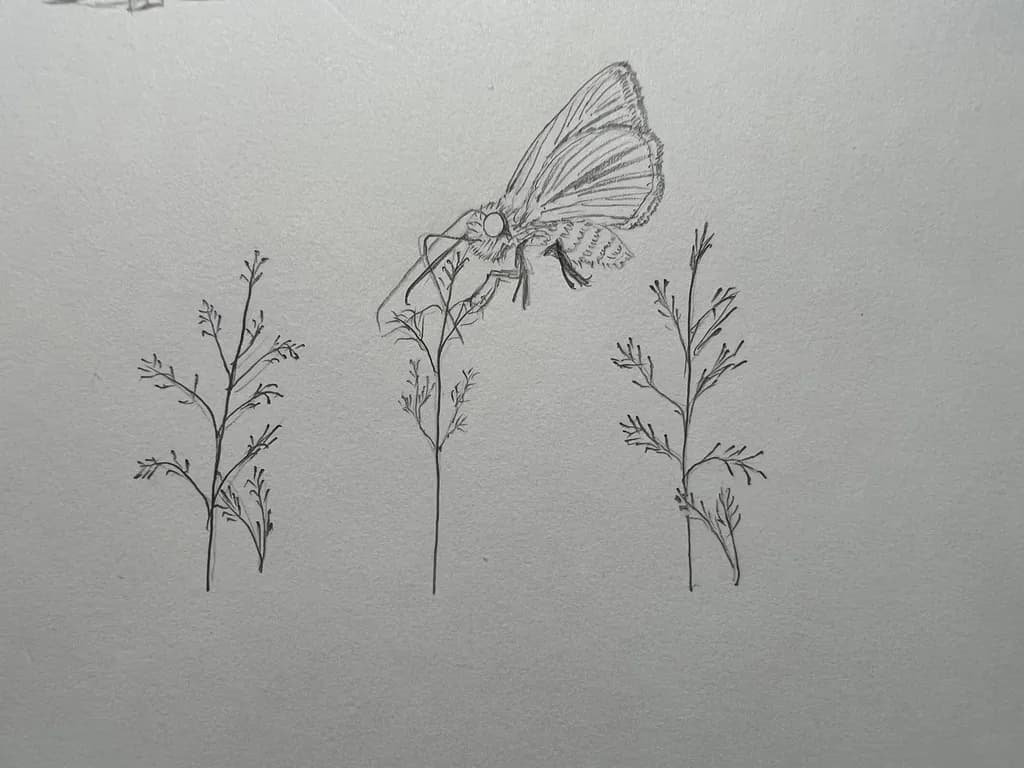 Butterfly on Branches