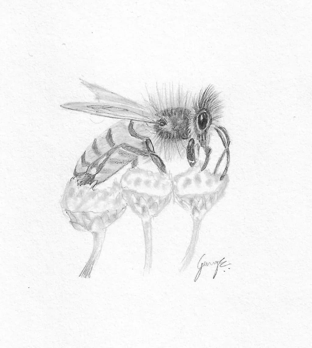 Honey Bee Pencil Drawing