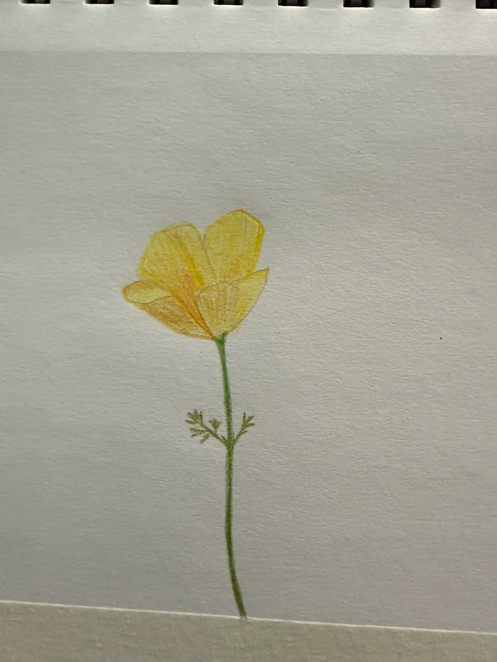 Yellow Flower Stem