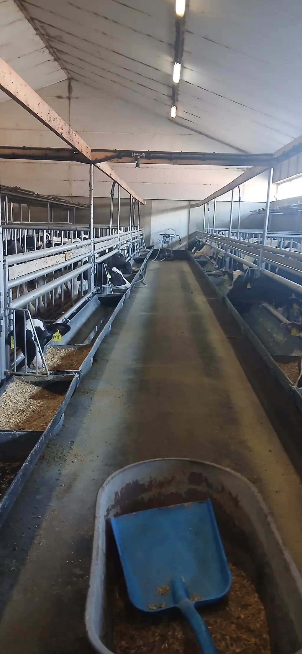 Cattle Barn Aisle