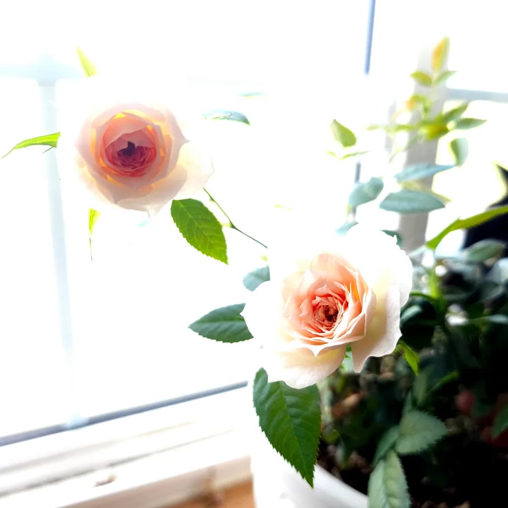 Soft Rose Bloom