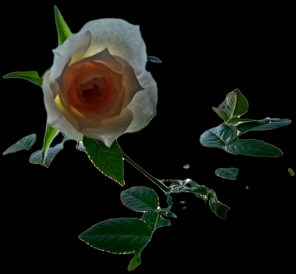 Rose Bloom with Leaves