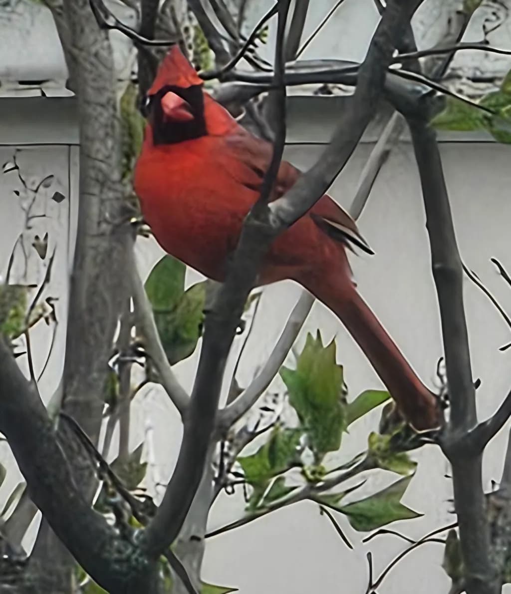 Cardinal in Branches