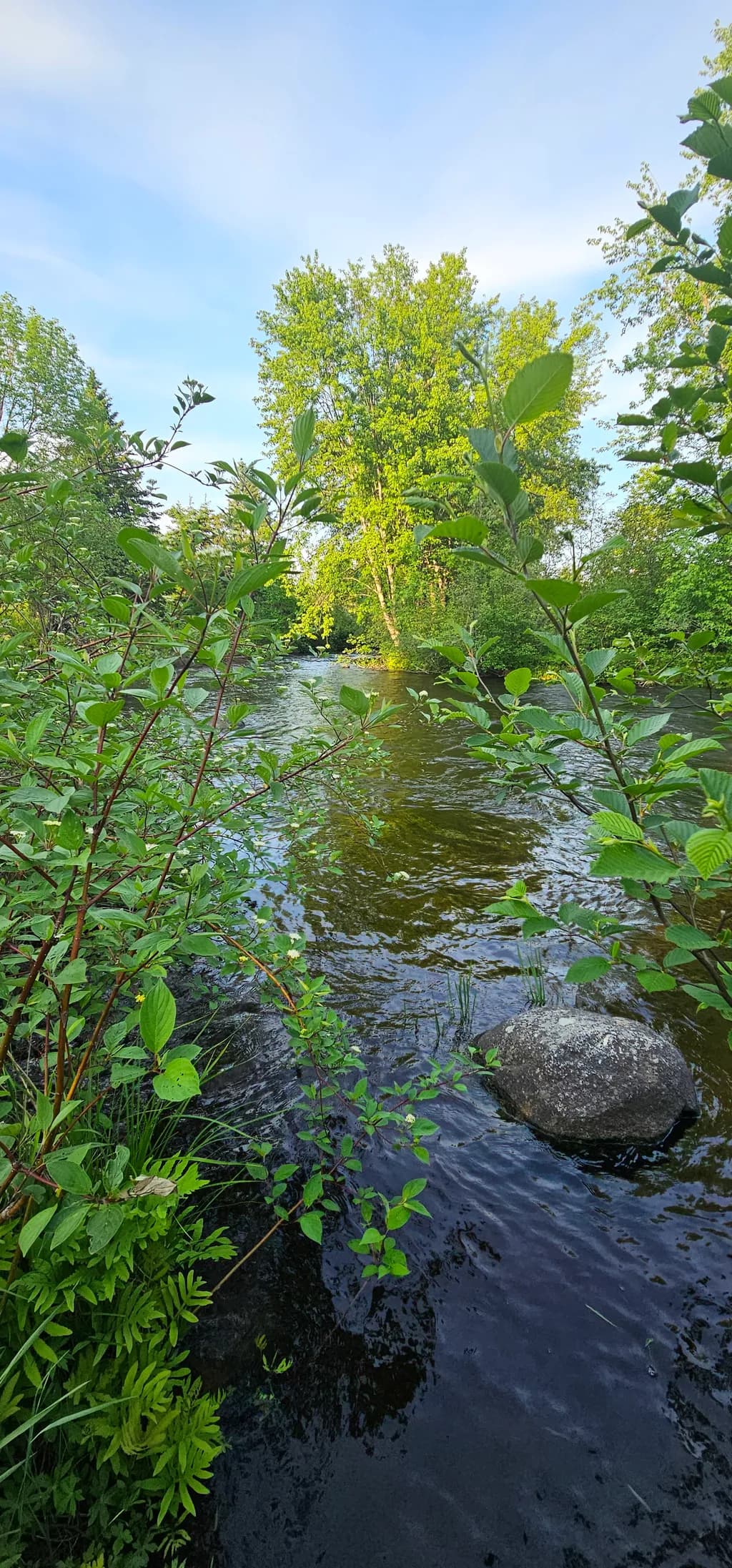 River Scene with Greenery