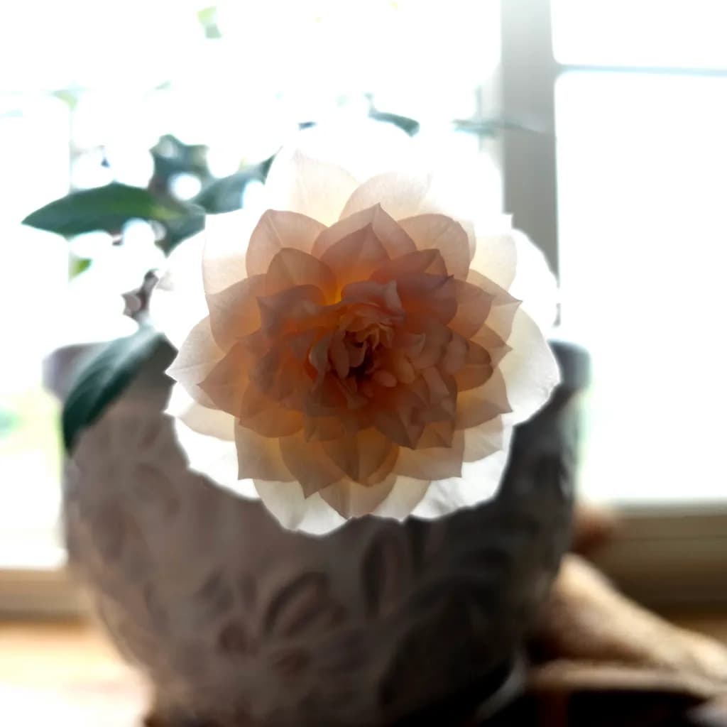 Flower in Vase