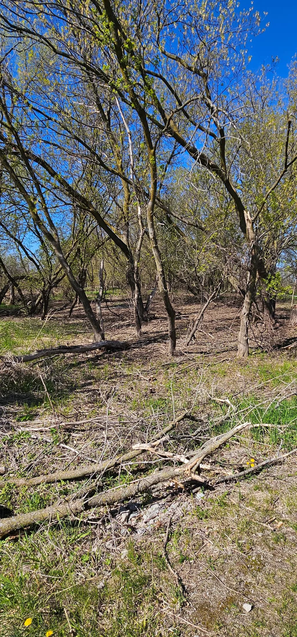 Woodland Clearing