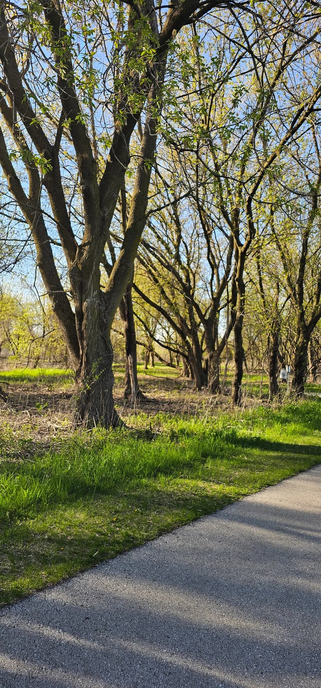 Park Trees Path