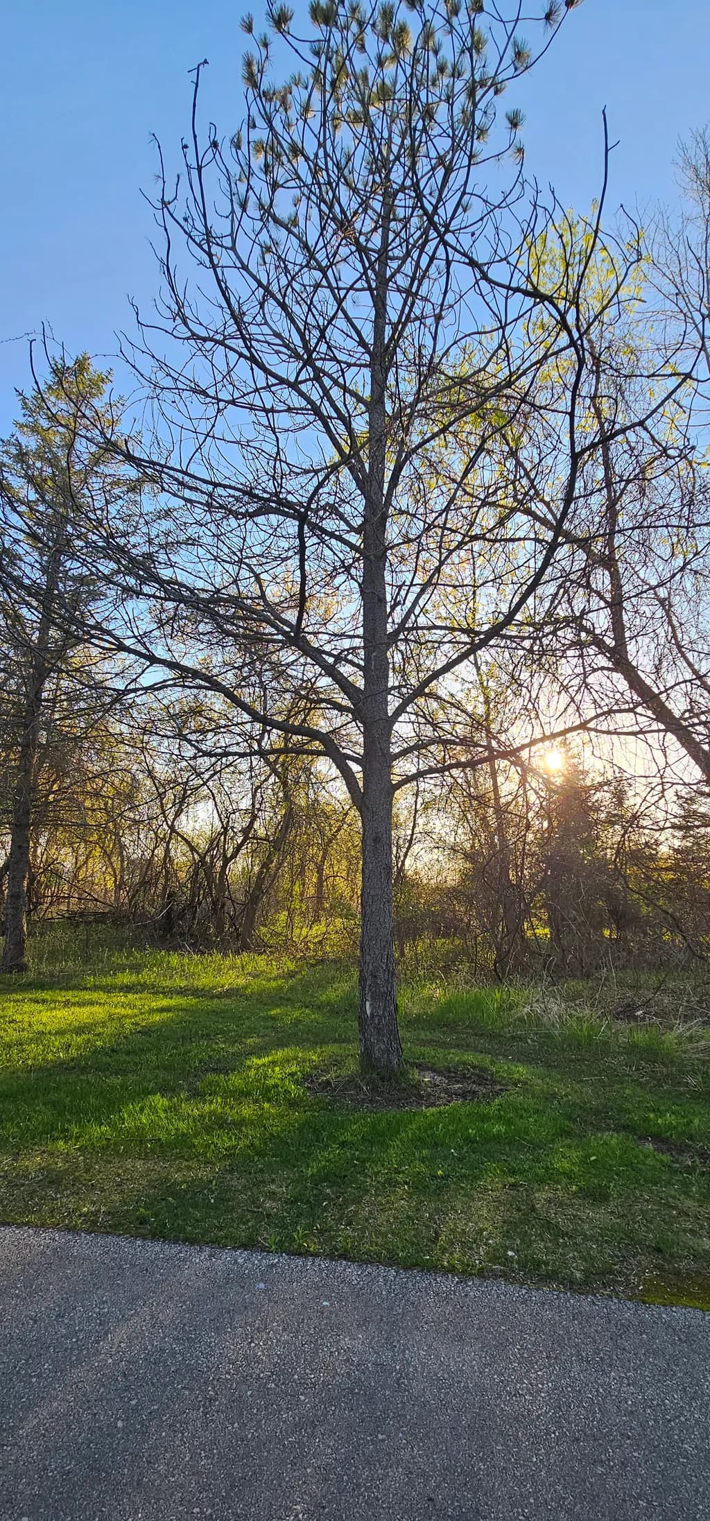 Tree Silhouette at Sunset