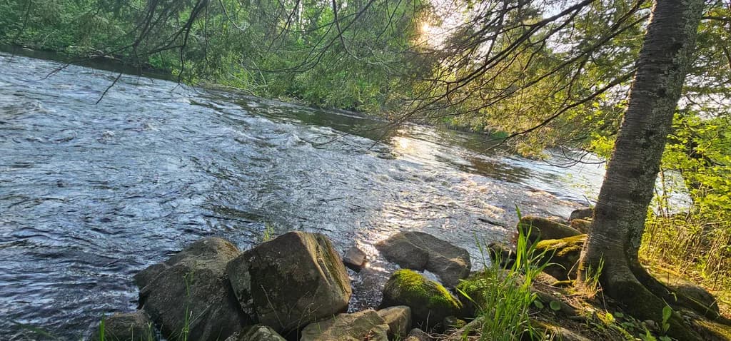Riverbank Rocks and Trees