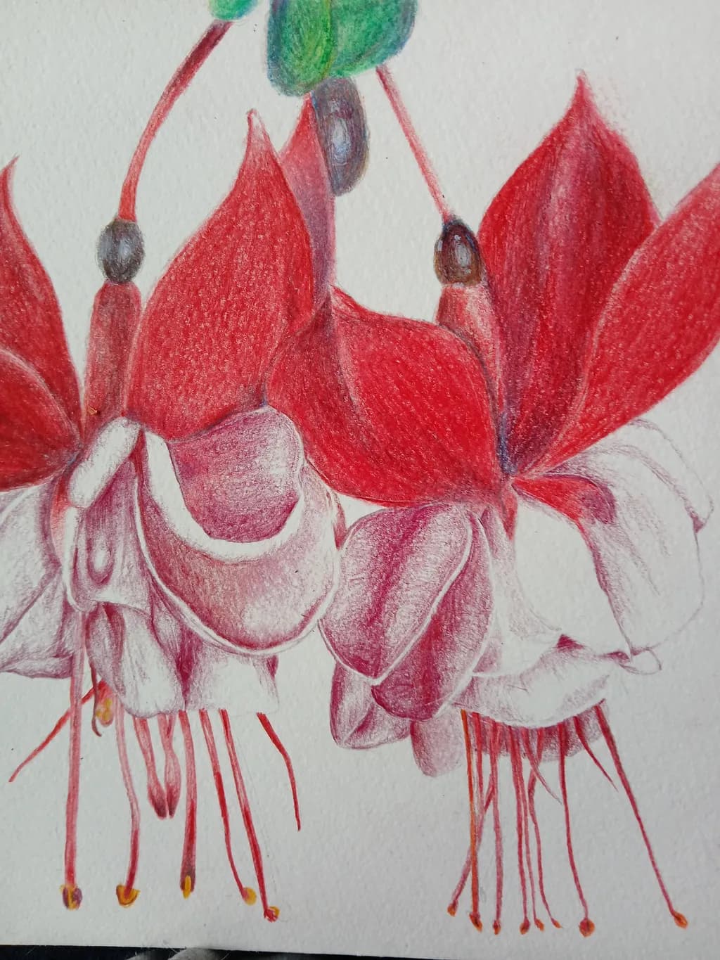 Fuchsia Blooms