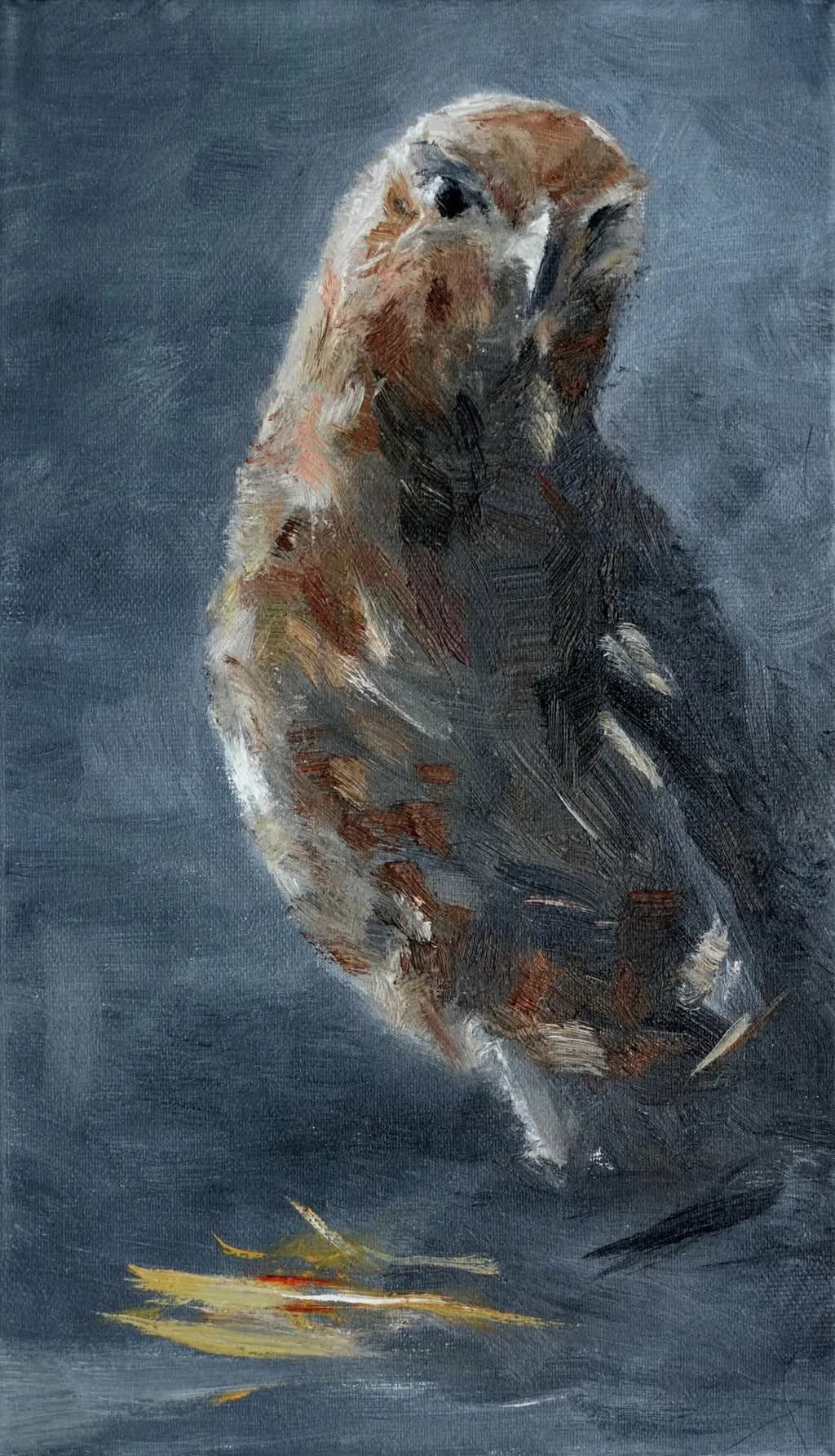 Owl Study