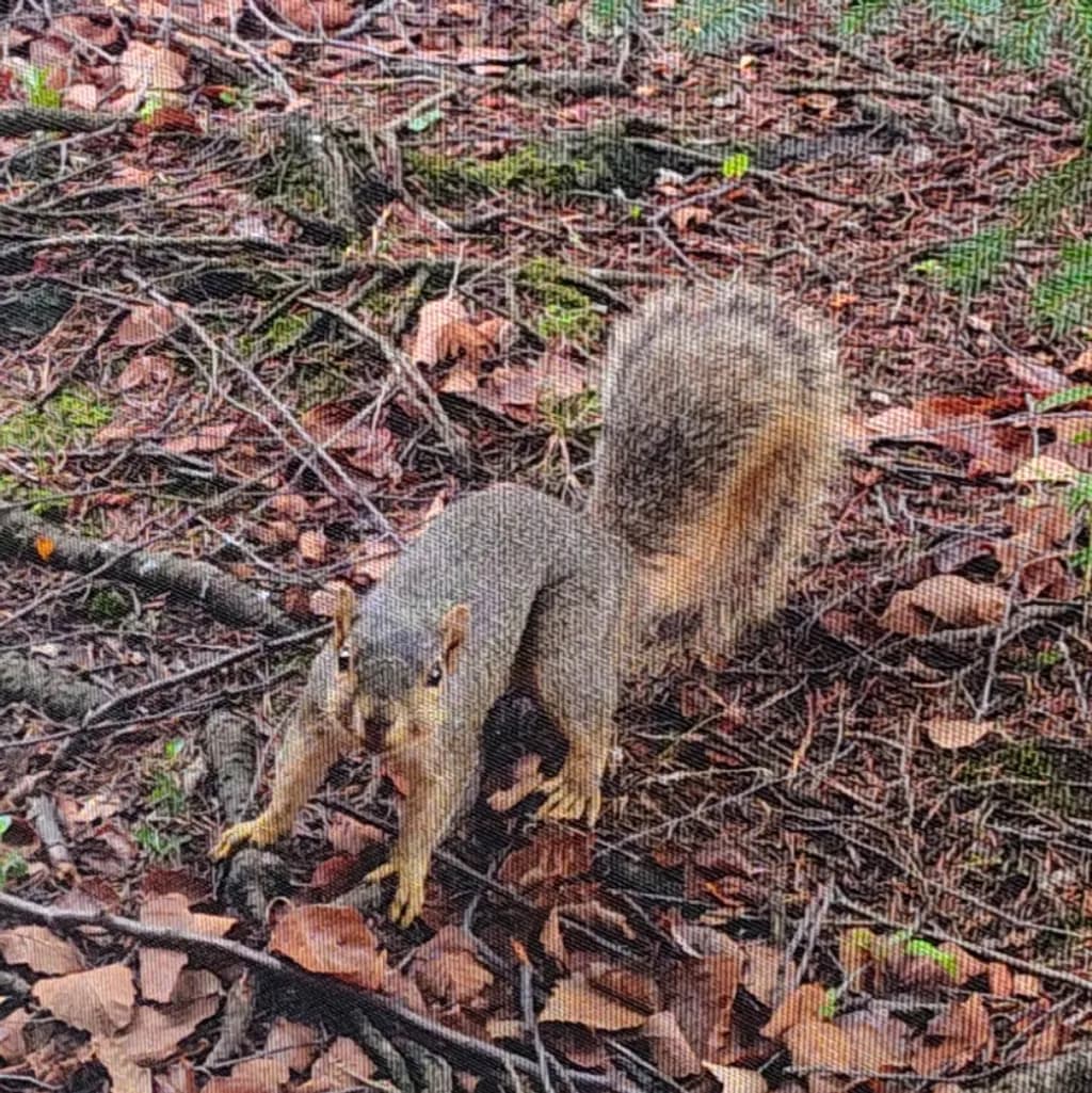 Forest Squirrel Among Leaves